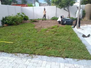 Supply and installa buffalo grass and. Cynadone grass weed free