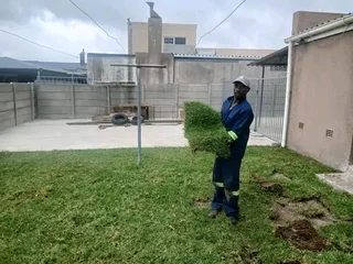 Supply and installa buffalo grass and. Cynadone grass weed free