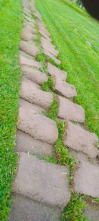 Roll on lawn kikuyu grass