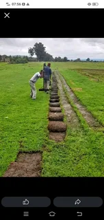 Roll on lawn kikuyu grass