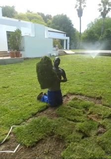 Roll on lawn kikuyu grass