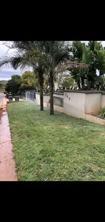 Roll on lawn kikuyu grass