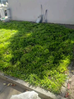 Roll on lawn kikuyu grass