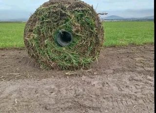 Roll on lawn kikuyu grass
