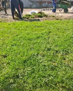 Roll on lawn kikuyu grass