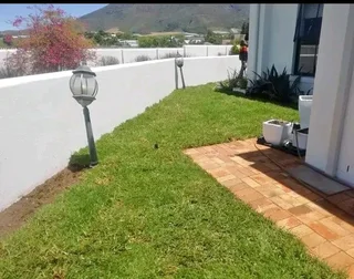 Roll on lawn kikuyu grass