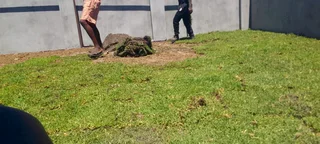 Roll on lawn kikuyu grass