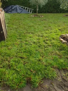 We do supply and install  kikuyu grass and  Buffalo grass