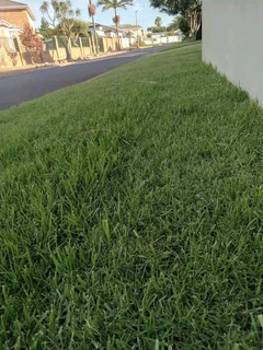We do supply and install  kikuyu grass and  Buffalo grass