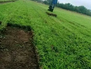 Roll on lawn  cyndon grass