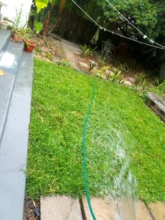 Roll on lawn  cyndon grass