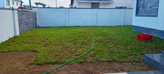 Roll on lawn  cyndon grass