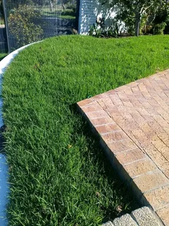 Roll on lawn  cyndon grass