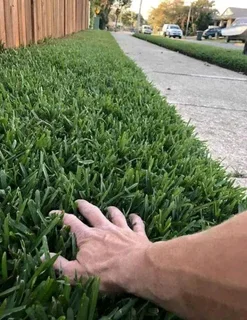 Roll on lawn  cyndon grass