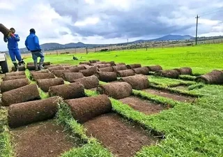 Roll on lawn  kikuyu grass