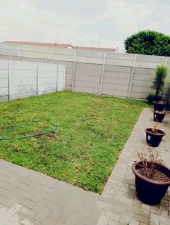 Roll on lawn  kikuyu grass