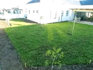 Roll on lawn  kikuyu grass