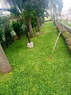 Roll on lawn  kikuyu grass