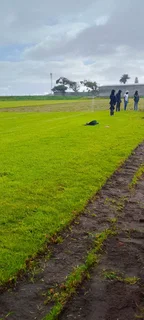 Roll on lawn  cyndon grass