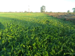 Roll on lawn  cyndon grass