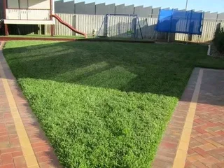 Roll on lawn  cyndon grass