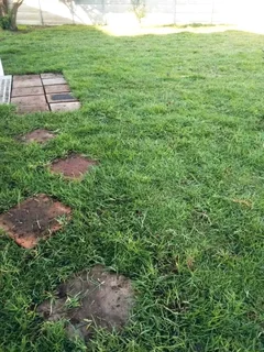 Roll on lawn  cyndon grass