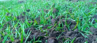 Roll on lawn cyndon grass