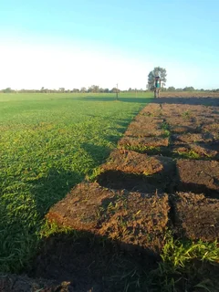 Roll on lawn cyndon grass