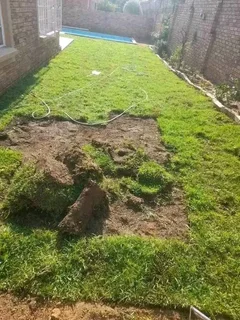 Roll on lawn cyndon grass