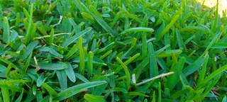 Roll on lawn  Buffalo grass