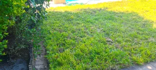 Roll on lawn  Buffalo grass