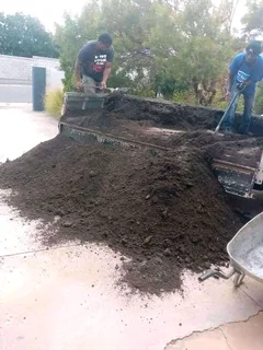 Roll on lawn  Buffalo grass