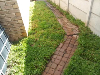 Roll on lawn  Buffalo grass