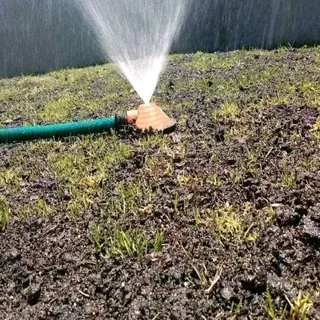 Roll on lawn  Buffalo grass