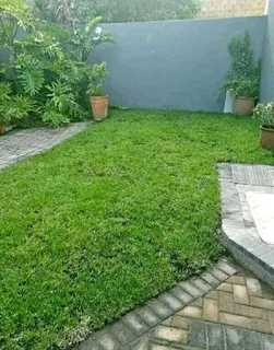 Roll on lawn  kikuyu grass