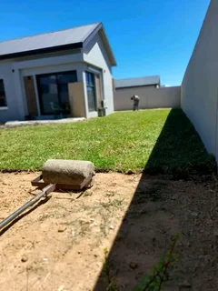 Roll on lawn  kikuyu grass