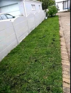 Roll on lawn  kikuyu grass