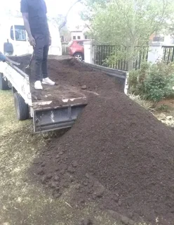 Roll on lawn  kikuyu grass