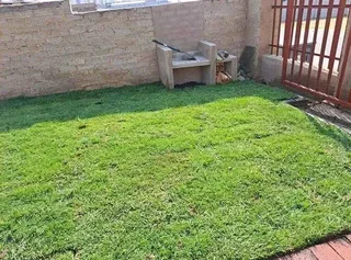 Roll on lawn  kikuyu grass