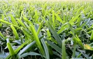 Roll on lawn  kikuyu grass