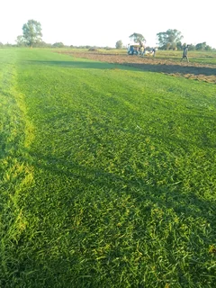 Supply And Install  Buffalo Grass