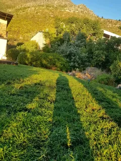 Supply and install  Buffalo GRASS