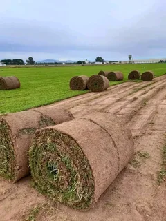 Supply and install  Buffalo GRASS