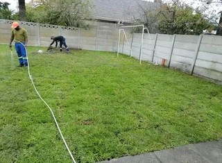 Roll on lawn  kikuyu grass