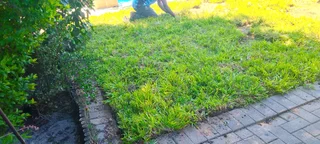 Roll on lawn  kikuyu grass