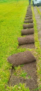 Roll on lawn  kikuyu grass