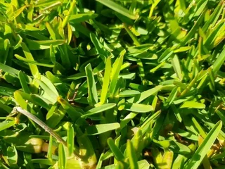 Roll on lawn  kikuyu grass