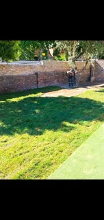 Roll on lawn  kikuyu grass