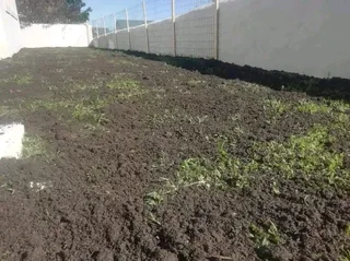 Roll on lawn  kikuyu grass