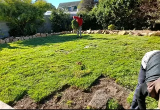 Roll on lawn  kikuyu grass